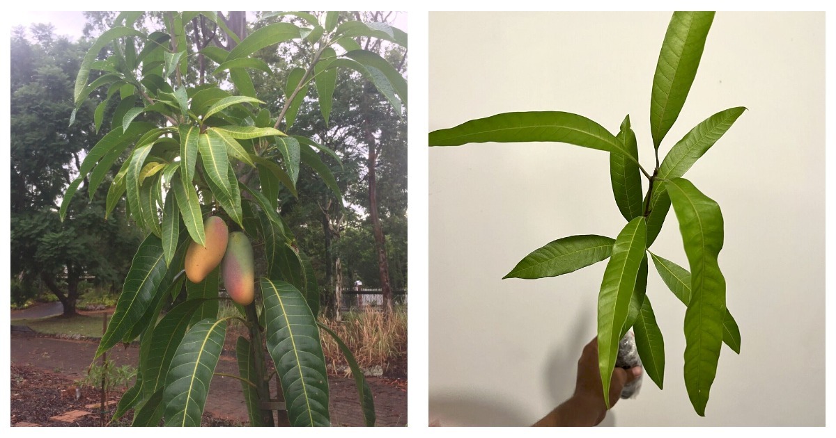 Live Plant Mango Mahachanok (mangifera) Tropical Fruit Tree 12”-24