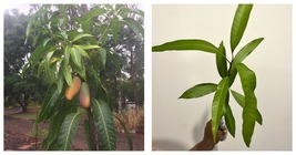 Live Plant Mango Mahachanok (mangifera) Tropical Fruit Tree 12”-24&quot; - £48.69 GBP