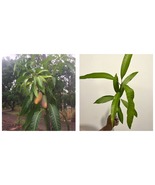 Live Plant Mango Mahachanok (mangifera) Tropical Fruit Tree 12”-24&quot; - £43.17 GBP