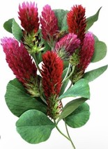 100 Crimson Clover Seeds Garden USA - $10.00