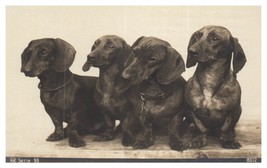 Black and White Photo of Four Dachshund Puppies Postcard - £8.69 GBP