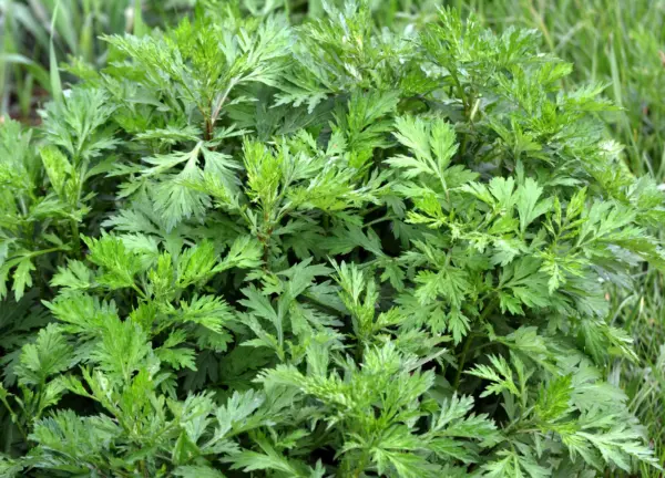 Top Seller 1000 Common Mugwort Artemisia Vulgaris Wild Wormwood Herb Yel... - £11.48 GBP