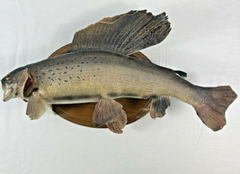 RARE 19" Arctic Grayling Taxidermy Fish Mount  - DAMAGED - L@@K !!! - $3,550.69 MXN RARE 19" Arctic Grayling Taxidermy Fish Mount  - DAMAGED - L@@K !!! - $3,550.69 MXN