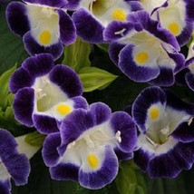 USA SELLER 1R7D5 Torenia Seeds Kauai Blue And White 50 Thru 500 Pelleted Seeds S - $19.42