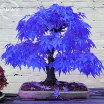 Blue Maple Tree Seeds 10 Seeds Bonsai Thin Leaves And Large Leaves Tree Ts230T G - £9.26 GBP