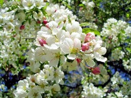 15 Indian Magic Crab Apple Seeds Malus Indian Magic Seeds Fresh Fast Shipping - £9.33 GBP