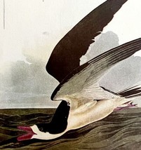 Black Skimmer 1950 Lithograph Art Print Audubon Bird First Edition DWU14C - £23.18 GBP