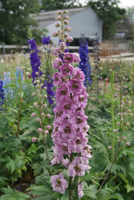 100 Delphinium Seeds Astolat Flower Seeds -  Garden Seeds - Plant Seeds-FREESHIP - £31.16 GBP