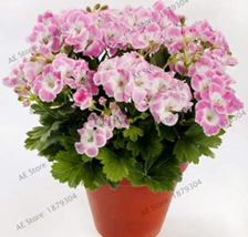 105 Seeds Bonsai Potted Geranium Planting Season Flores High Germination Rate Fo - £24.71 GBP