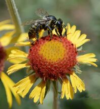 Blanketflower Red Dome Gaillardia Native Wildflower Pollinator Non-Gmo 200 Seeds - $7.96