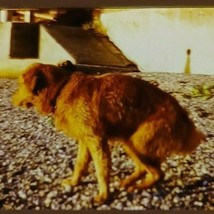 Dog on Beach Getting Ready to Poop 1974  35mm Slide Car54 - £7.79 GBP