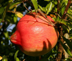 Pomegranate (Punica granatum) tropical live fruit tree 12&quot;-24&quot; - £60.04 GBP