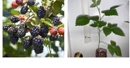 6-12&quot; tall, Boysenberry plant, 1 year old well rooted plant. - £63.86 GBP
