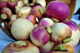 Turnip Seeds, Purple Top White Globe, Heirloom, Organic, Non Gmo, 500 Seeds - £7.23 GBP