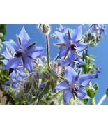 Borage Herb Seeds - 25 Count Seed Pack - Non-GMO - an Open-pollinated he... - $1.59