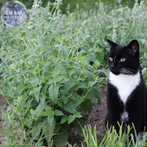 BELLFARM Heirloom Catnip - Plant Catnip Seeds, Professional Pack, 20 Seeds, pere - £2.76 GBP