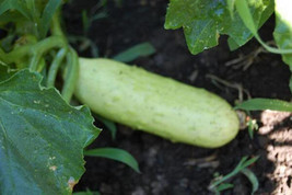 Seeds 50 White Wonder Cucumber Fruit Cucumis Sativus Seeds - £20.16 GBP