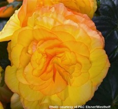 Begonia Seeds Begonia Prism Sunset 15 Pelleted Seeds   - £16.38 GBP