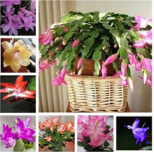 Zygocactus Truncatus,schlumbergera Seeds,indoor Potted Plants,  40 Seeds Seeds - £23.75 GBP