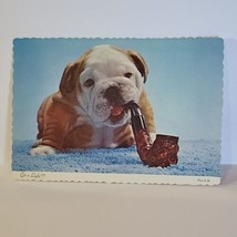 Vintage Postcard Got A Light ? Bulldog Puppy With Tobacco Pipe Baby Animal  - £5.67 GBP