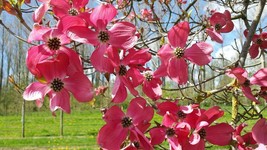 Cornus Florida Red Flowering Dogwood Seeds Fresh Usa Seeds - $16.96