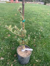Pinus parviflora &#39;Fukai&#39; - Live Plant - 18” Tall - 1 Gallon Pot - $70.00