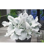 100 Of Angel Wings Plant Seeds - $10.64