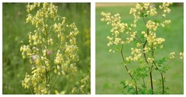 Purple Meadow Rue Seeds 150 Seeds INTERNATIONAL SHIP - £21.57 GBP