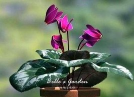 50 pcs Purplish Red Cyclamen Flower Seeds Perennial Flowering Bonsai Plants FRES - £9.56 GBP