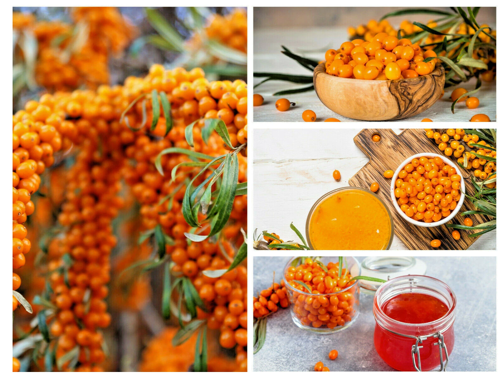 50 Seaberry Seeds, Sea Buckthorn (Hippophae rhamnoides), Orange Berry Shrub - $6.49