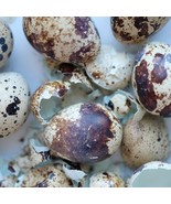 Quail PlantShellz - The Natural Nourishment for Your House Plants - $14.73 CAD
