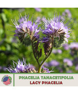 KKG 200 Lacy Phacelia Seeds Phacelia Tanacetifolia Bee & Butterfly Attractor Pla - $13.95