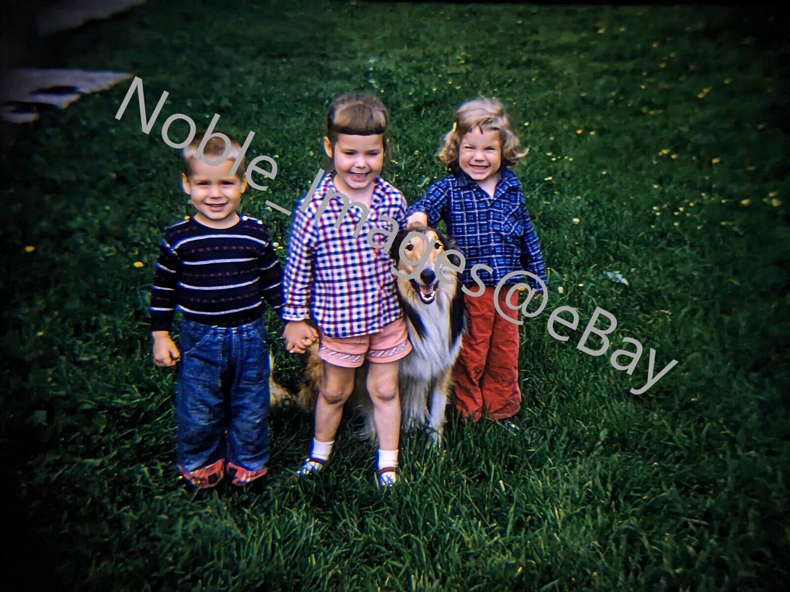 Primary image for 1959 Adorable Brother, Sisters with Their Collie Chicago Kodachrome 35mm Slide