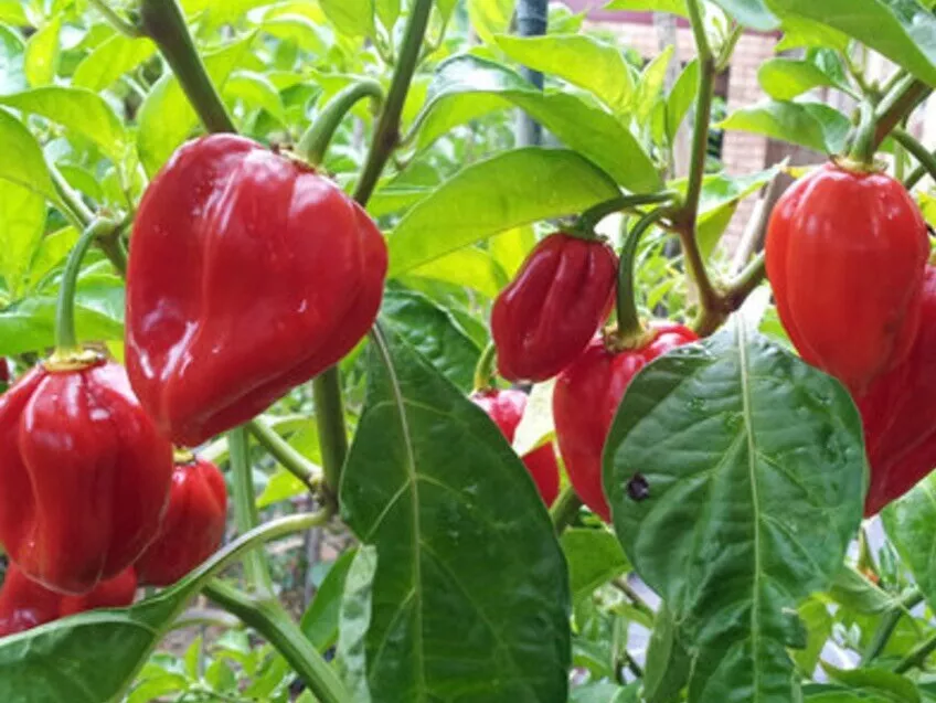 Habenero Pepper 25 Seeds Non-Gmo Heirloom  From US - £6.28 GBP