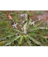 SL Chlorogalum Pomeridianum | Wavyleaf Soap Plant | Amole Lily | 10 Seed... - $4.14