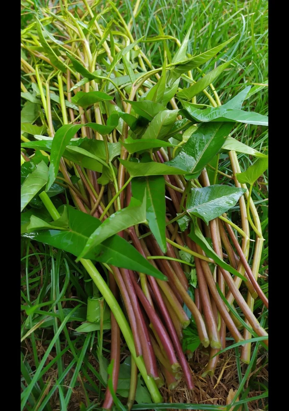 Thai Red Morning Gly Seeds, Red Ong choy, Red Kang Kong100+ From Florida... - $43.99