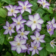 Grow In US 25 Lucky Charm Clematis Seeds Climbing Perennial Plumeria Bloom Seed - £8.82 GBP