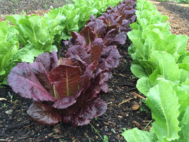 500 Red Romaine Lettuce Seeds Organic USA Garden - £6.12 GBP