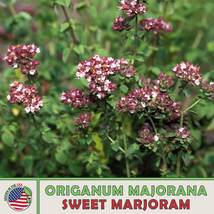 1000 Sweet Marjoram Seeds, Origanum Majorana, Culinary, Medicinal From US - £7.41 GBP