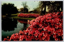 Vintage Azaleas floral garden  Postcard pond lake landscape - £3.91 GBP