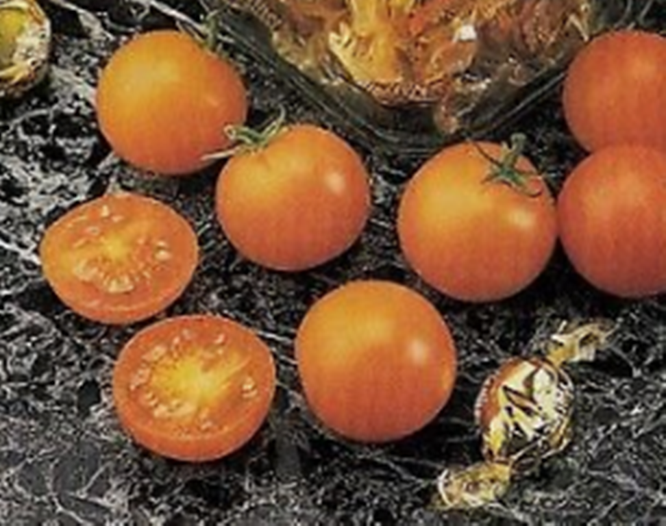 Primary image for 10 Pc Seeds Sunsugar Golden Cherry Tomato Vegetable Plant, Tomato Seeds | RK
