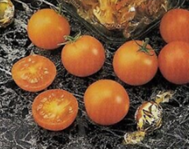 10 Pc Seeds Sunsugar Golden Cherry Tomato Vegetable Plant, Tomato Seeds ... - £13.15 GBP