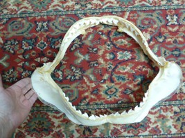 (sj470-79-1) 18-1/4&quot; Tiger SHARK jaw sharks t**th Galeocerdo taxidermy s... - £1,205.22 GBP