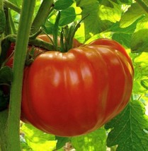 Beefsteak Determinate Tomato Seeds | Heirloom | Organic | Giant Tomatoes FRESH - £9.38 GBP