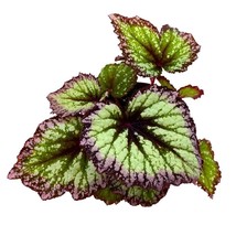 Fireworks Begonia Rex 6 inch Fire Works Green Purple White Splash - £25.98 GBP