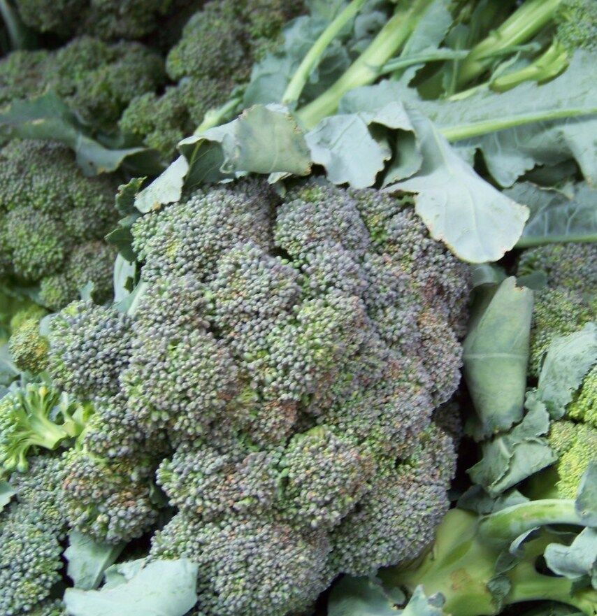 180 Seeds Broccoli Waltham Broccoli Fresh Seeds Fast Shipping - $8.69