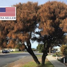 Allocasuarina Verticillata Drooping Sheoak 10 Seeds Fresh Seeds USA - $15.84