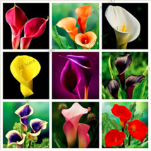 Big sale!Calla lily seeds perennial potted plant for home &amp;garden decoration  ea - £4.33 GBP