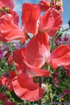 50+ Len Harrod Sweet Pea Seeds - $9.99