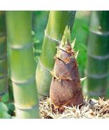 50+Giant Moso Bamboo Seeds Perennial evergreen Grows Edible Bamboo shoot... - $3.79